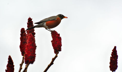 Low angle view of bird perching on branch against sky