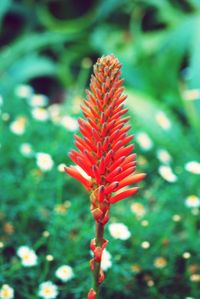 Close-up of red flower against blurred background