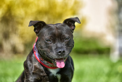 Close-up portrait of a dog