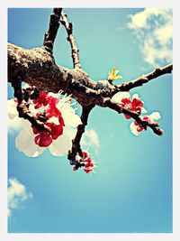 Tree branch against sky