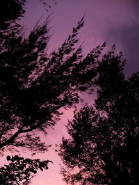 Low angle view of silhouette trees against sky