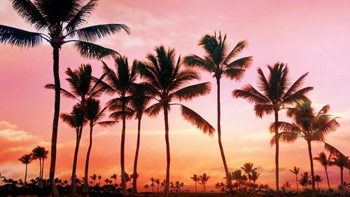 Silhouette of palm trees at sunset