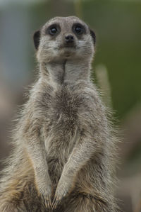 Close-up of monkey looking away