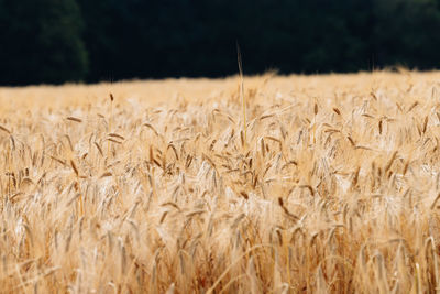 Close-up of stalks in field