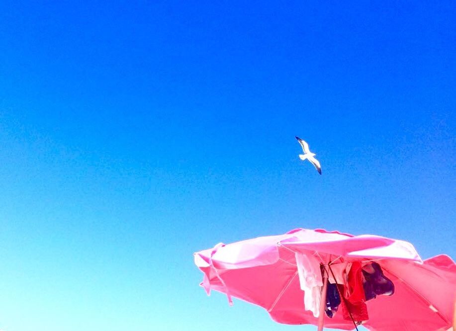 LOW ANGLE VIEW OF BIRD FLYING AGAINST CLEAR SKY