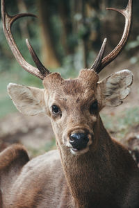 Close-up portrait of deer