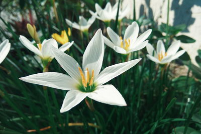 Close-up of white daisy flowers