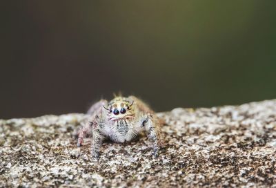 Close-up of insect