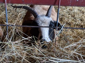 High angle view of goat in pen