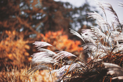 Close-up of dry leaf on field during winter