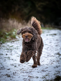 Portrait of dog running on field