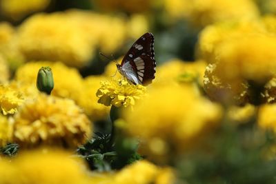 Close-up of butterfly pollinating on yellow flower