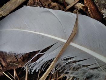 Close-up of feather on dry land