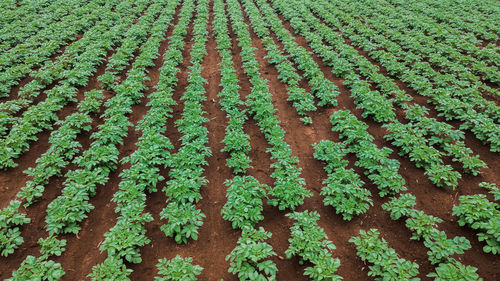 High angle view of plants growing on field