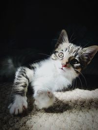 Portrait of cat lying down