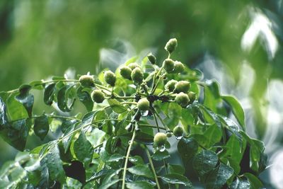 Close-up of berries growing on plant