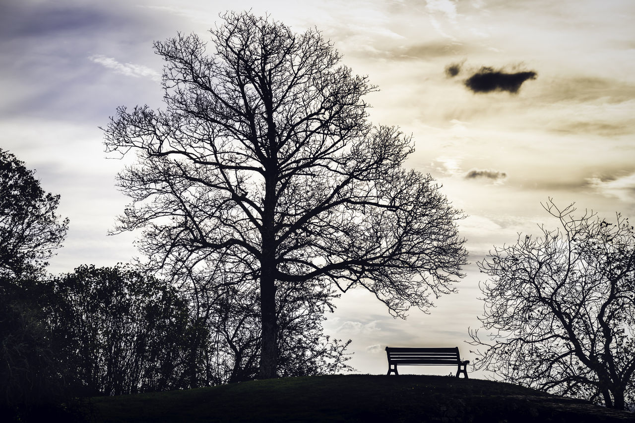 SILHOUETTE OF TREE AGAINST SKY