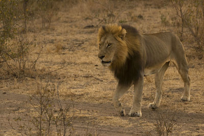 Side view of a lion walking on field