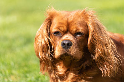 Close-up portrait of dog on field