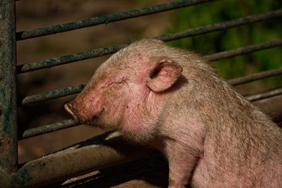 Close-up of pig sleeping 
