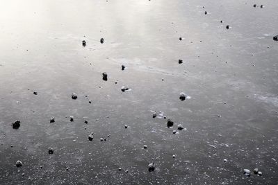 High angle view of birds on wet land