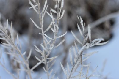 Close-up of snow