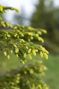 Close-up of leaves