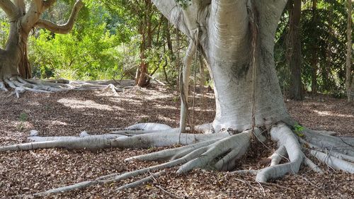 View of a tree trunk in the forest