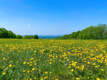 Scenic view of yellow flowers growing on field against sky