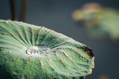 Close-up of raindrops on leaf