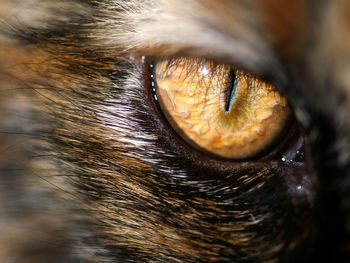 Extreme close-up of cat