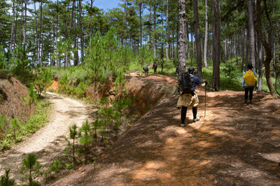 Rear view of people walking on footpath amidst trees in forest