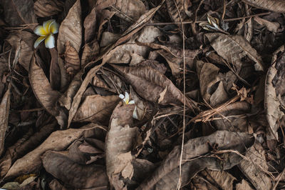 Full frame shot of dried leaves