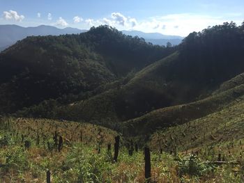Scenic view of vineyard against sky