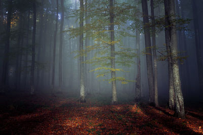 Trees in forest during autumn