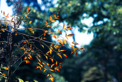 Low angle view of plant against sky