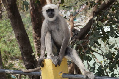 Monkey sitting on tree