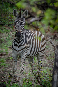 Portrait of zebras in forest