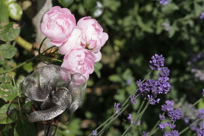 Close-up of pink flowering plant