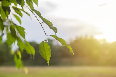 Close-up of fresh green leaves against sky