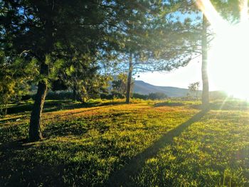 Trees on field