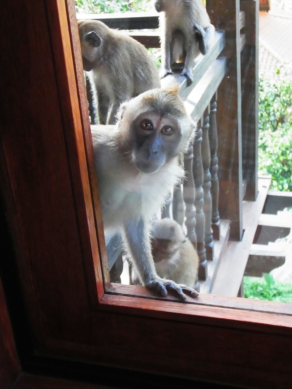 animal themes, domestic animals, mammal, pets, indoors, one animal, window, dog, two animals, looking at camera, home interior, portrait, sitting, glass - material, no people, young animal, zoology, day, transparent, close-up