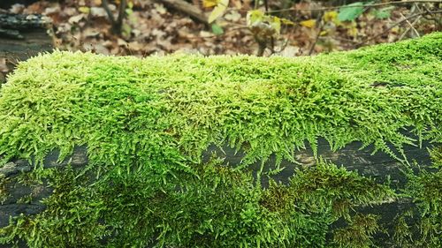 Close-up of fresh green plants