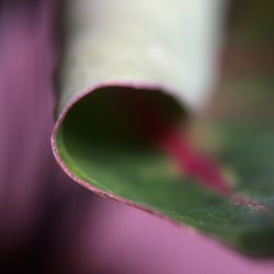 Close-up of pink flower