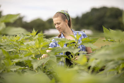 Young woman working as vegetable grower or farmer in the field