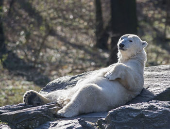 Dog relaxing on rock