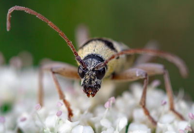 Close-up of bee pollinating on flower