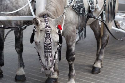 Close-up of horse