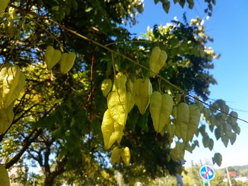 Low angle view of fruits hanging on tree against sky