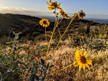 Close-up of yellow flowering plant on field